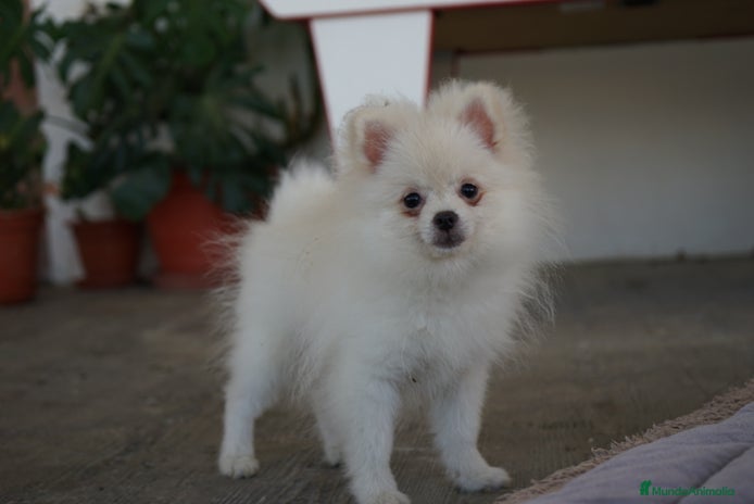 Pomerania perros - Anuncio 2