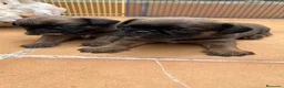 Petit Brabançon perros en venta: Petit Brabançon  - Anuncio 2