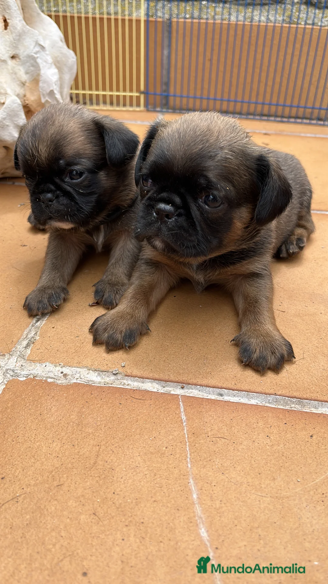 Petit Brabançon perros en venta: Petit Brabançon  - Anuncio 2