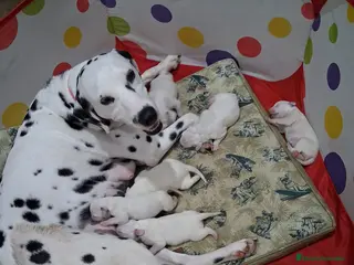 Dálmata perros Dalmata macho y hembra - Anuncio 1