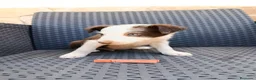 Border Collie perros en venta: Borde collie - Anuncio 2