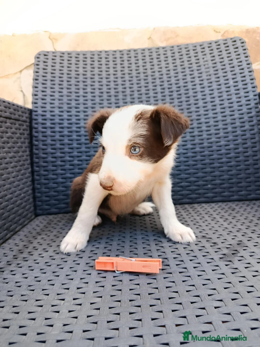 Border Collie perros en venta: Borde collie - Anuncio 2