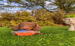 Teckel Miniatura perros en venta: CACHORRITO TECKEL - Imagen 4