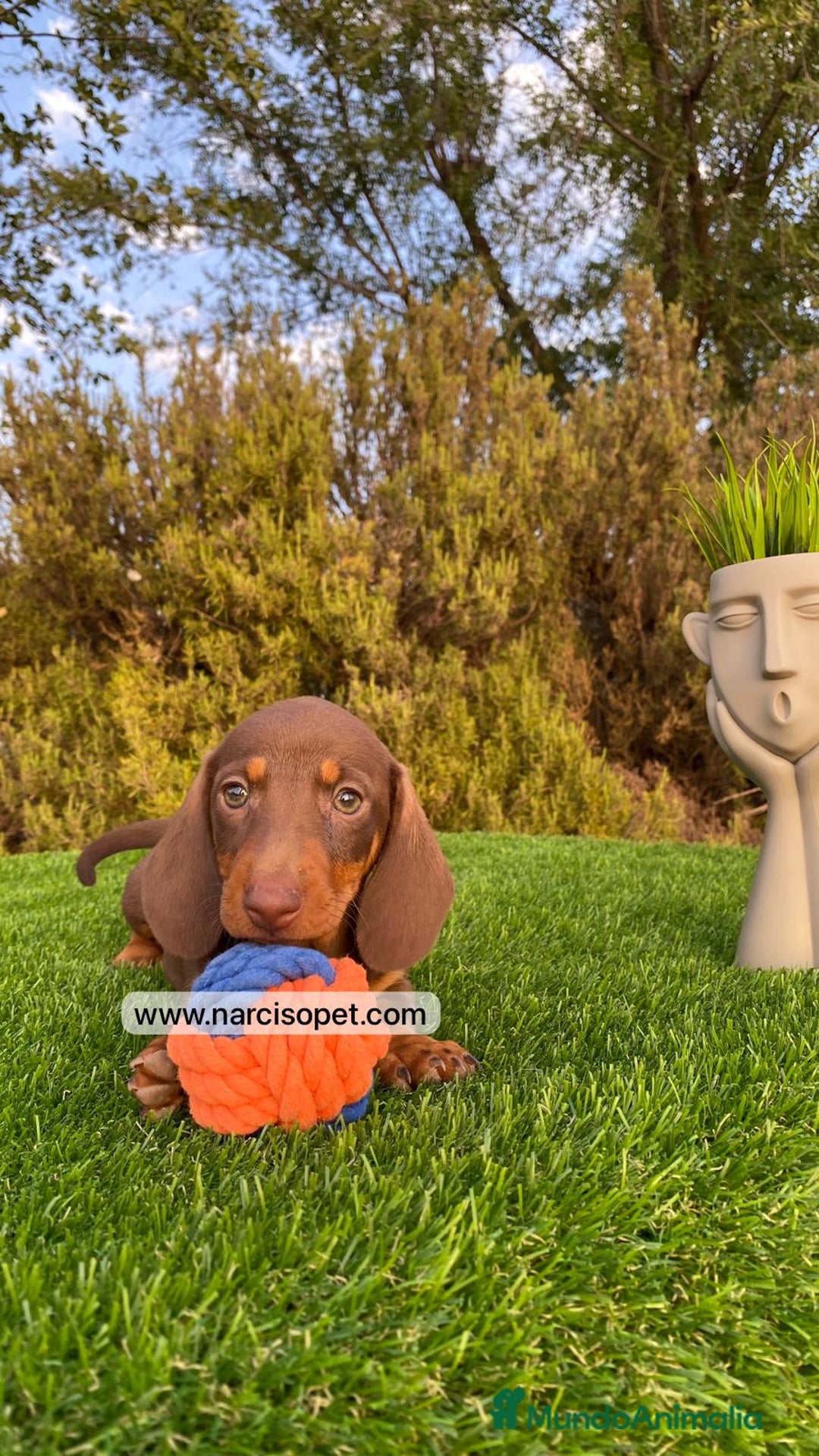 Teckel Miniatura perros en venta: CACHORRITO TECKEL - Imagen 4