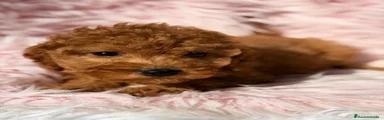 Maltipoo 5