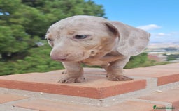Teckel perros en venta: Teckel Mini Arlequin Isabello - Imagen 2