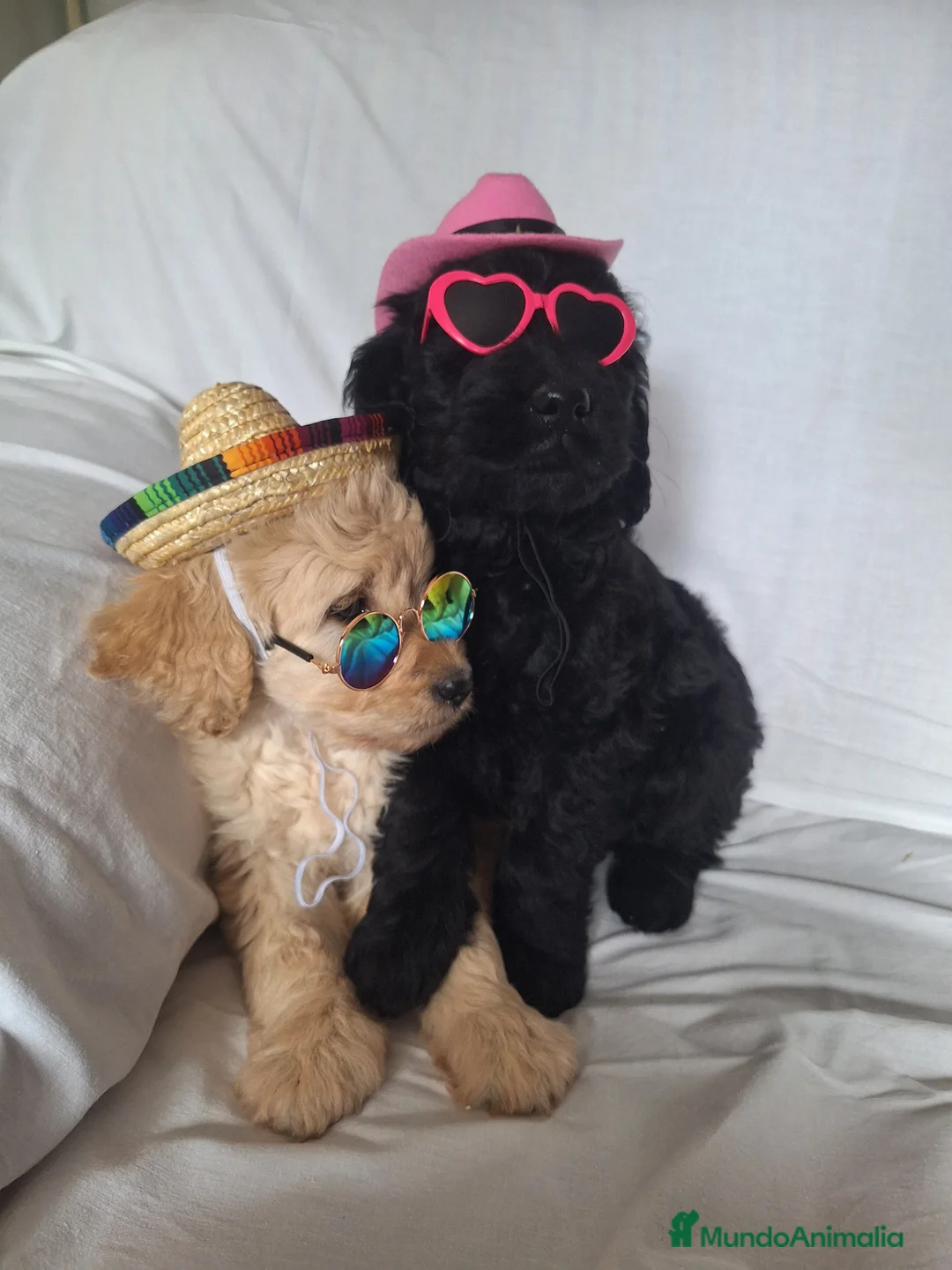 Goldendoodle perros en venta: GOLDENDOODLE - Anuncio 1