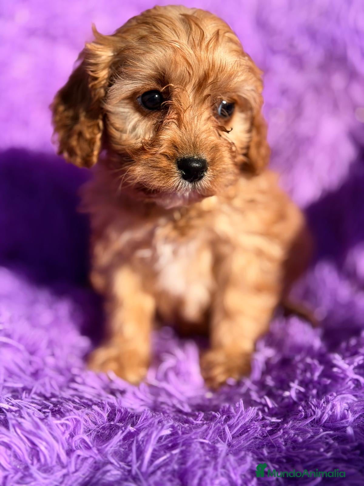 Cavapoo perros CAMADA CAVAPOO DISPONIBLES - Anuncio 2