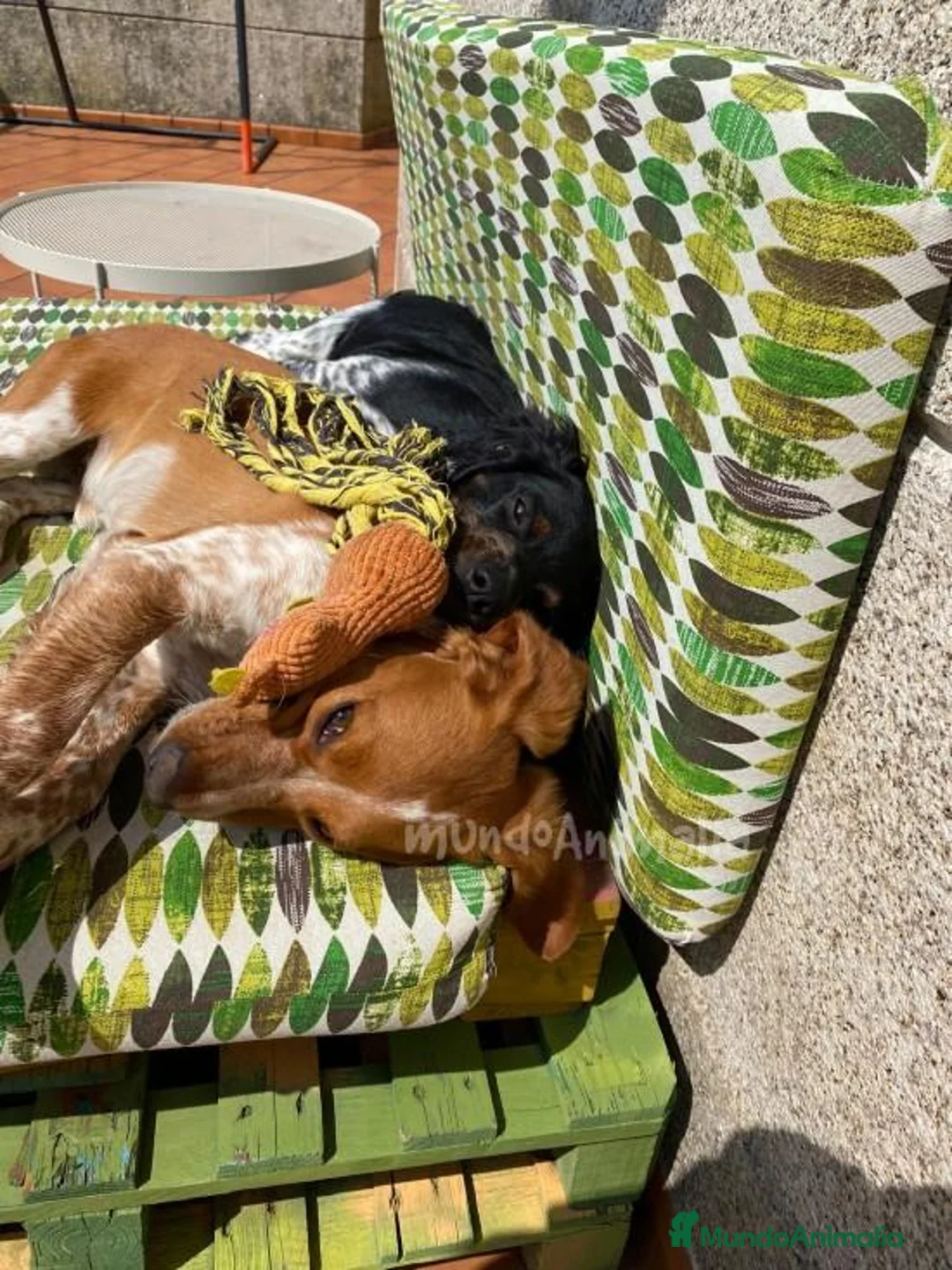 Imagen de galería {{count}}