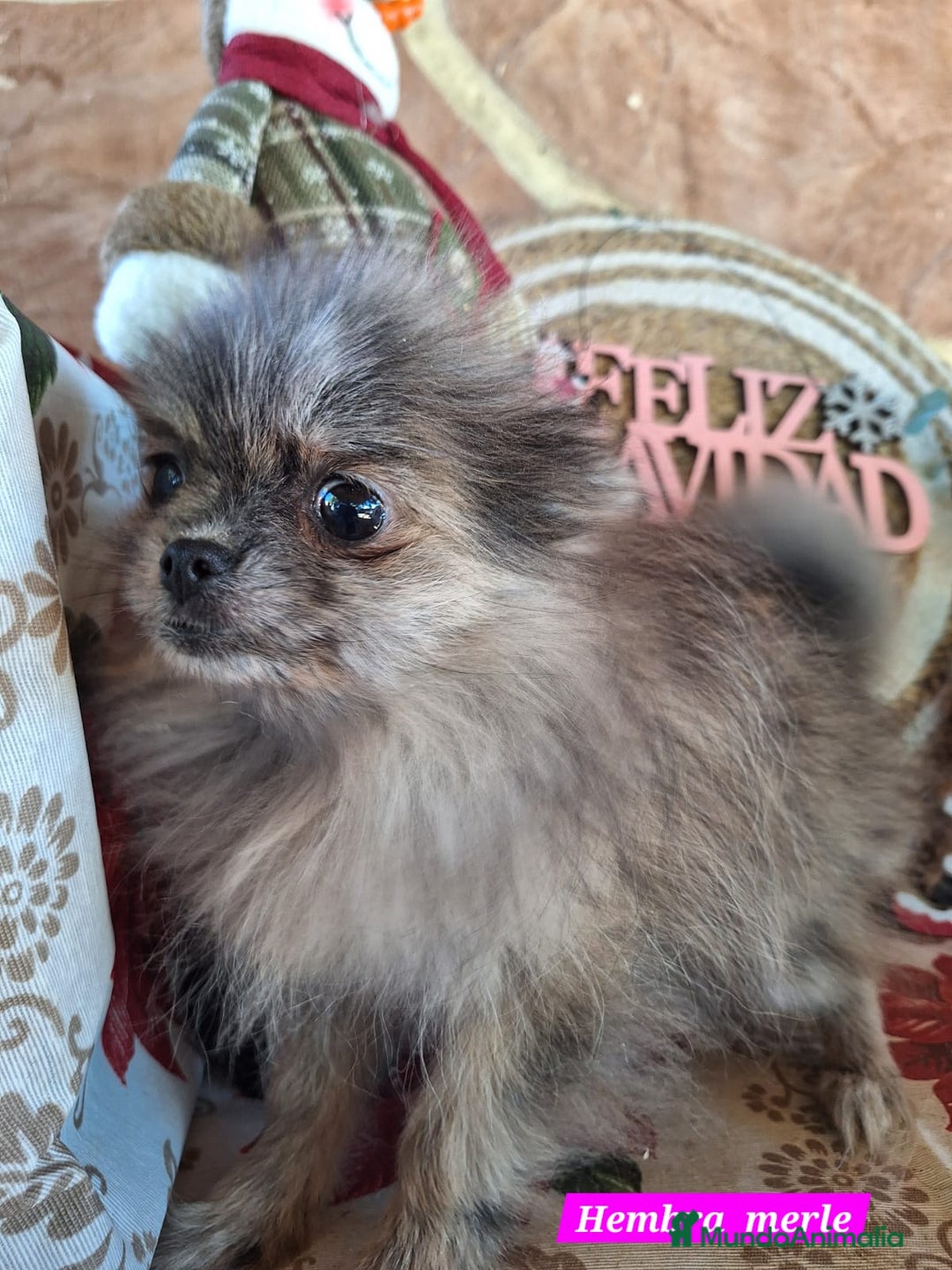 Pomerania perros en venta: Pomeranias merle,black merle¡¡Toy!! - Anuncio 2