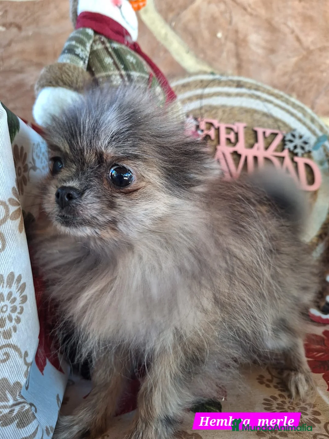 Pomerania perros en venta: Pomeranias merle,black merle¡¡Toy!! - Anuncio 2