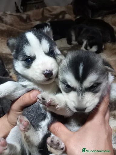 Imagen de galería {{count}}