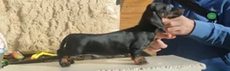 Teckel perros en venta: Cachorros de Teckel - Anuncio 6