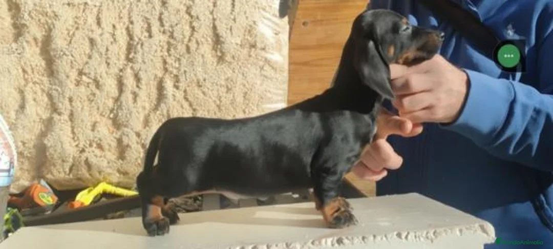 Teckel perros en venta: Cachorros de Teckel - Anuncio 6