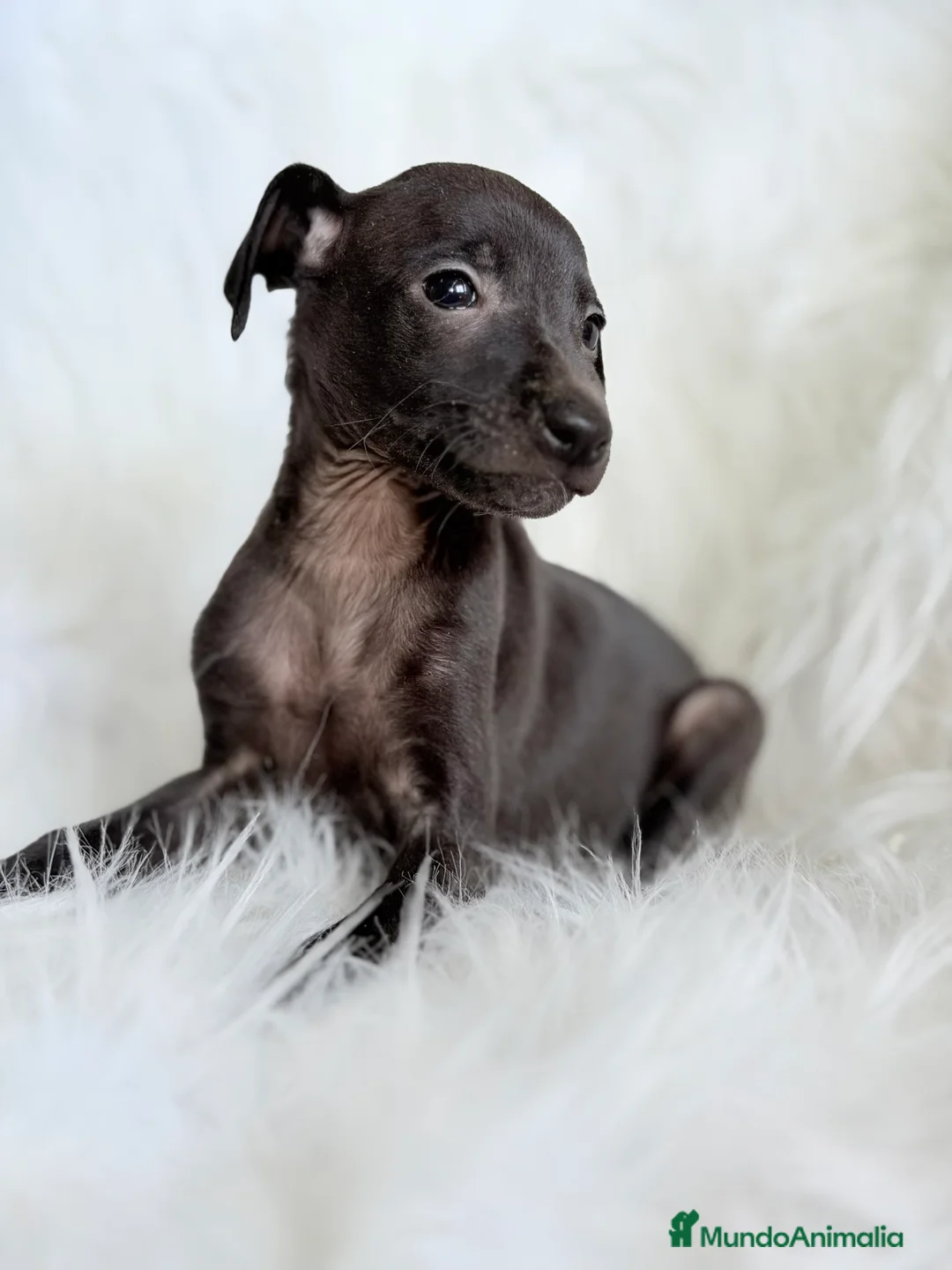 Pequeño Lebrel Italiano perros en venta: Piccolo italiano  - Anuncio 3