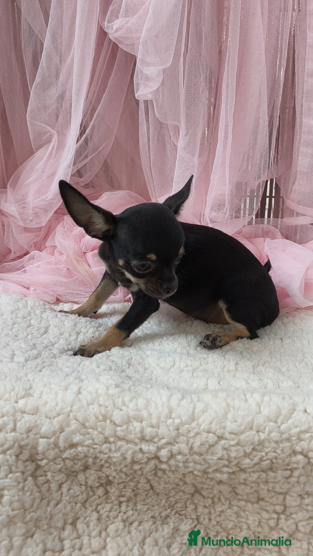 Chihuahua perros en venta: Chihuahua Macho  - Imagen 5