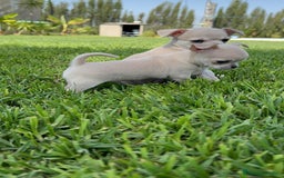 Chihuahua perros en venta: CHIHUAHUA MACHO - Imagen 13
