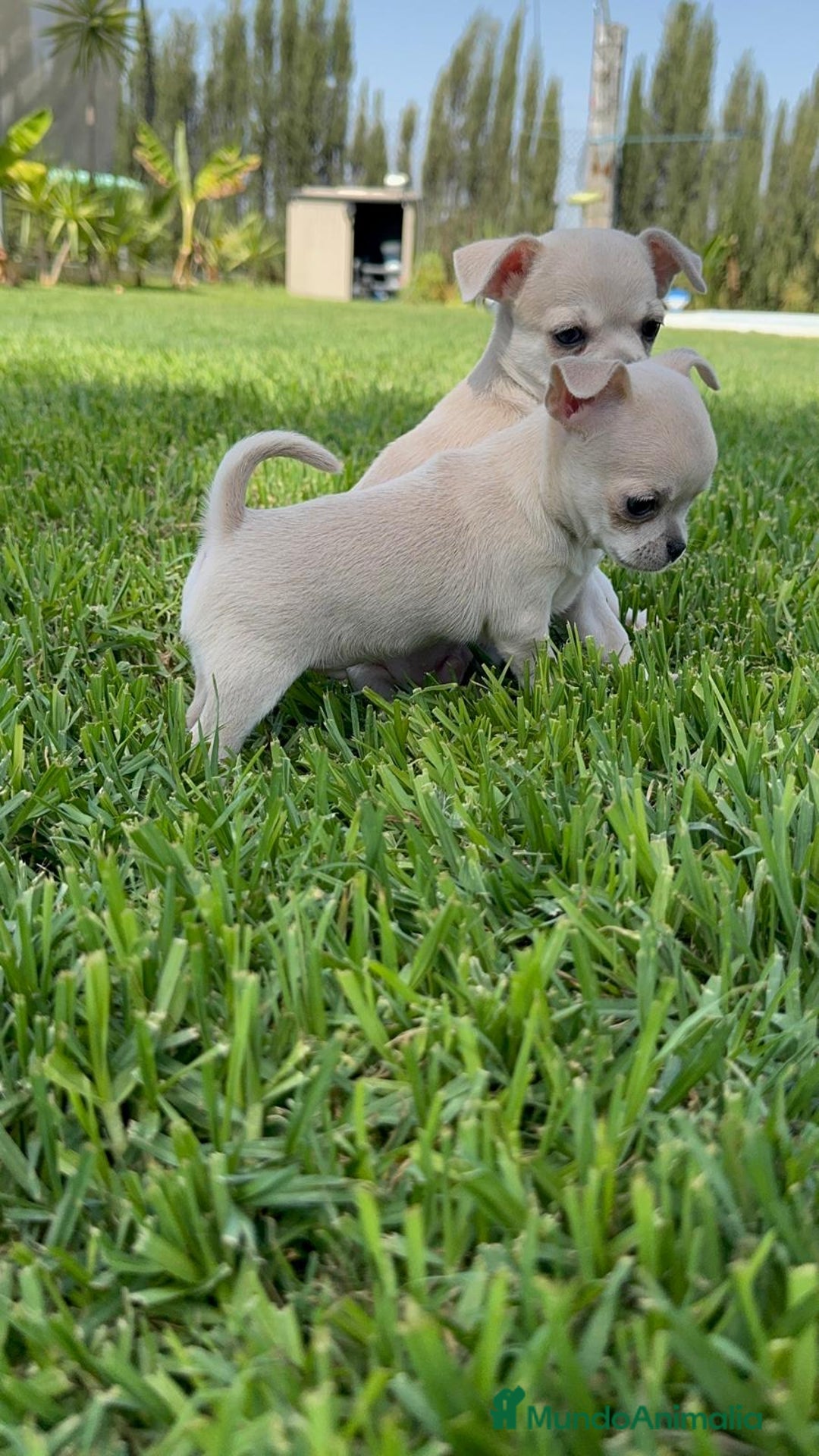 Chihuahua perros en venta: CHIHUAHUA MACHO - Imagen 13
