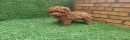 Raza Mixta perros en venta: Caniche - Anuncio 4