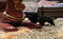 Caniche Toy perros en venta: CAMADA DE CANICHE TOY  - Imagen 2