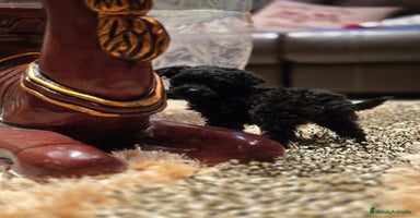 Caniche Toy perros - Anuncio 16