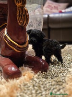 Caniche Toy perros - Anuncio 14