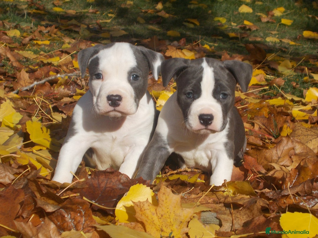 American Staffordshire-Terrier perros en venta: AMERICAN STAFFORD BLUE CRIADORES  - Imagen 4