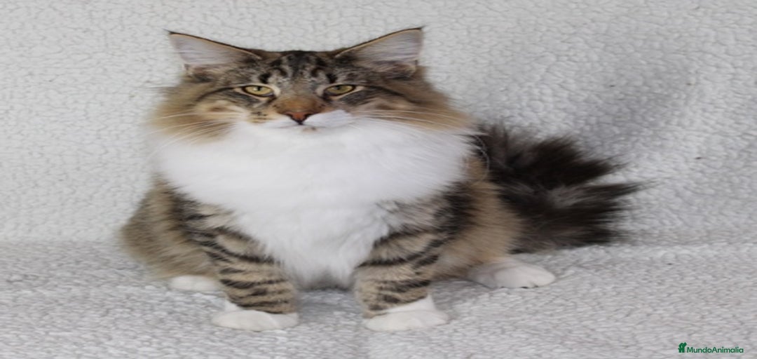 Imagen de galería {{count}}