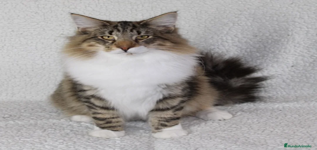 Imagen de galería {{count}}