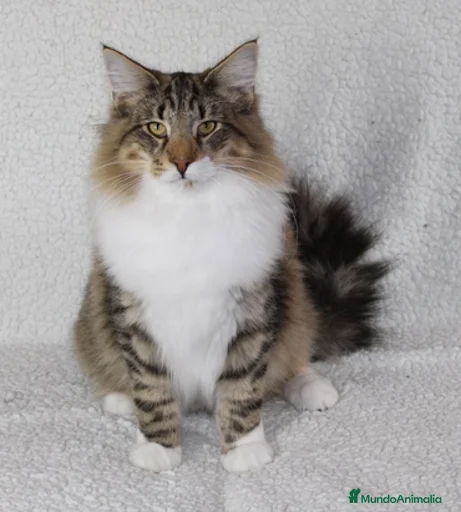 Imagen de galería {{count}}