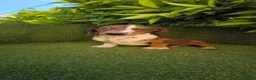 Teckel Miniatura perros en venta: teckel arlequin daple macho - Anuncio 7