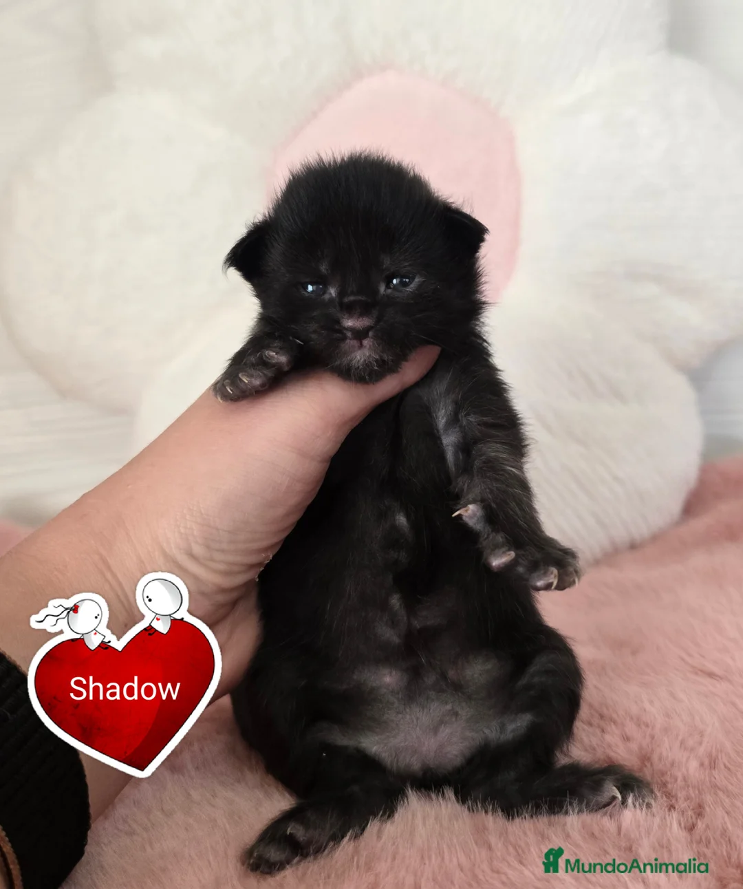 Maine Coon gatos en venta: Gatitos maine coon - Anuncio 2