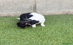 Chihuahua perros en venta: Chihuahua micro toy - Imagen 6