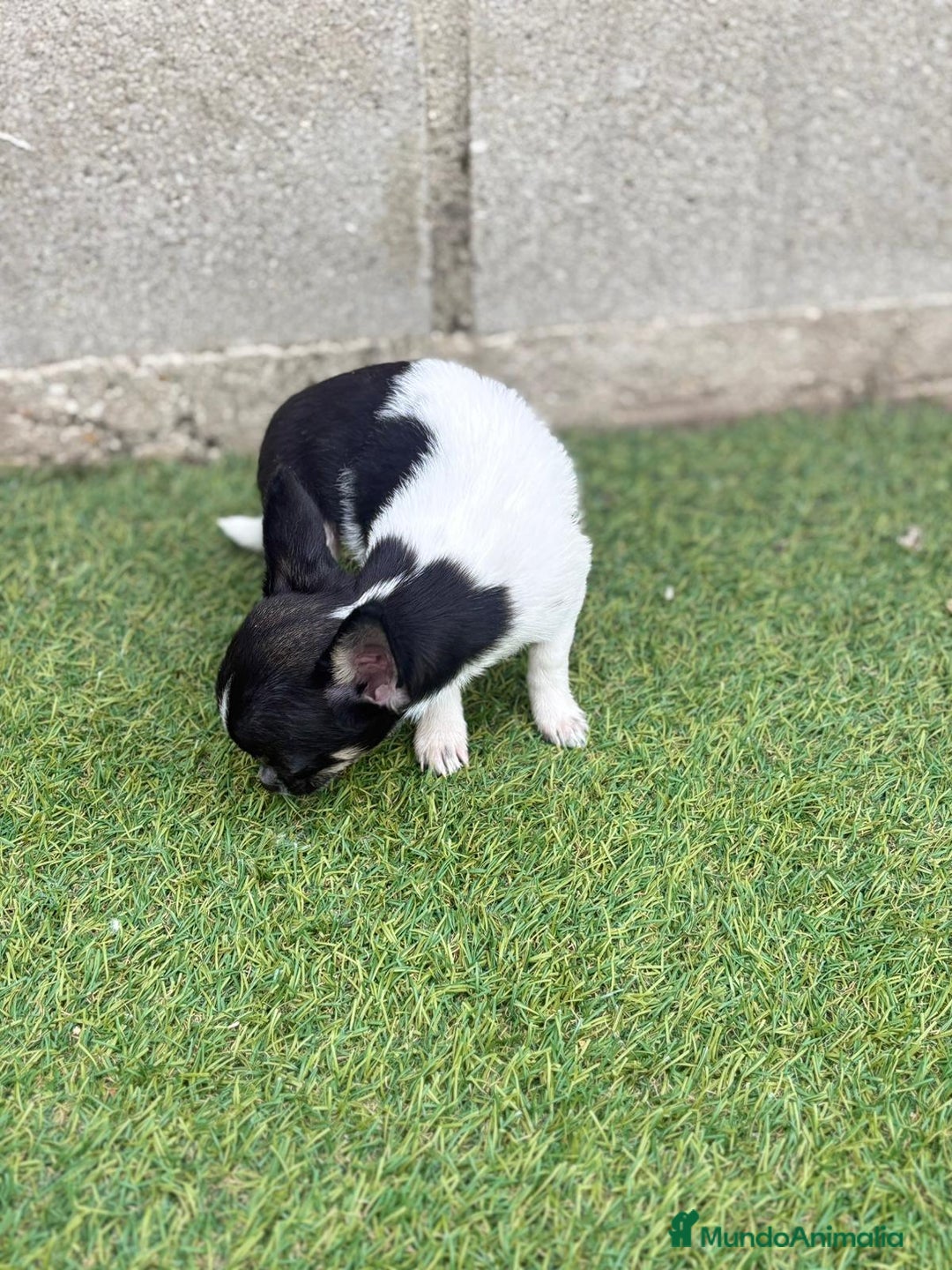 Chihuahua perros en venta: Chihuahua micro toy - Imagen 6