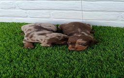 Teckel Miniatura perros en venta: TECKEL ARLEQUÍN CHOCOLATE  - Imagen 1