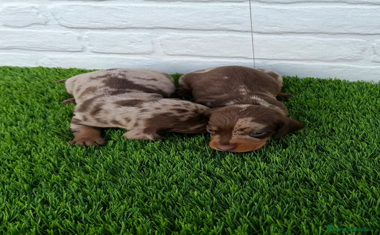 Teckel Miniatura perros - Anuncio 1