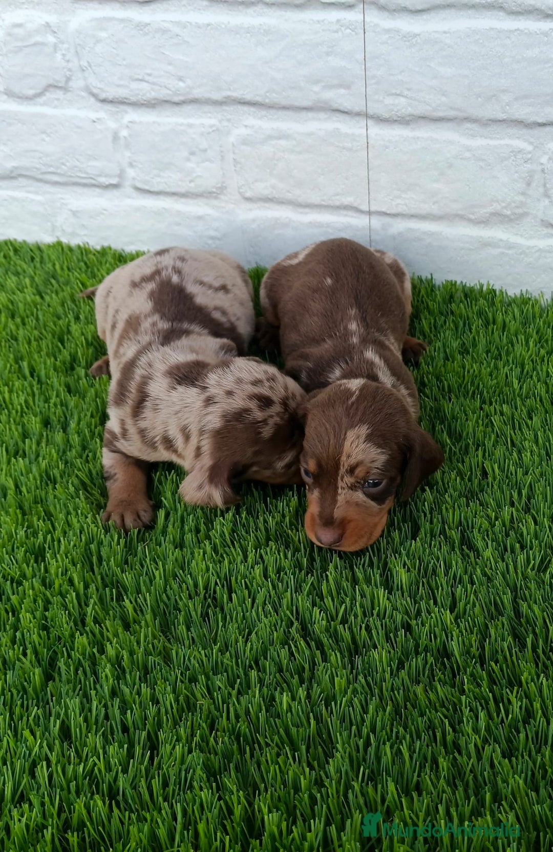 Teckel Miniatura perros en venta: TECKEL ARLEQUÍN CHOCOLATE  - Imagen 1