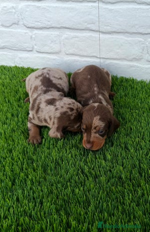 Teckel Miniatura perros - Anuncio 9