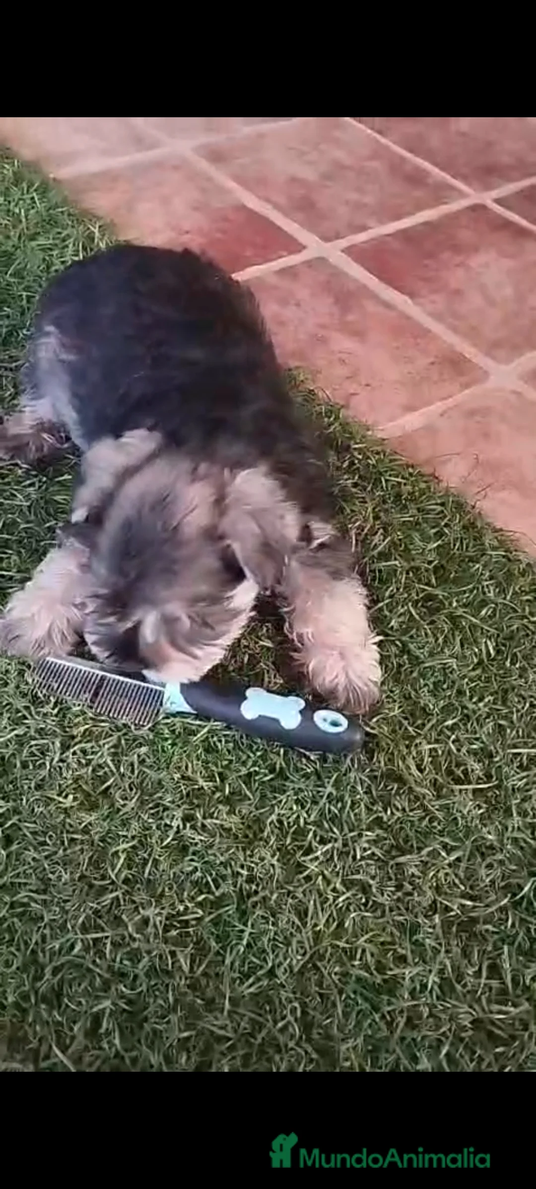 Schnauzer Mediano perros en venta: Último macho  - Anuncio 1