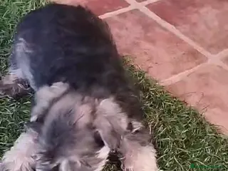 Schnauzer Mediano perros Último macho - Anuncio 2