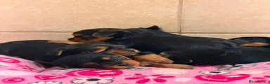 Yorkshire Terrier 2