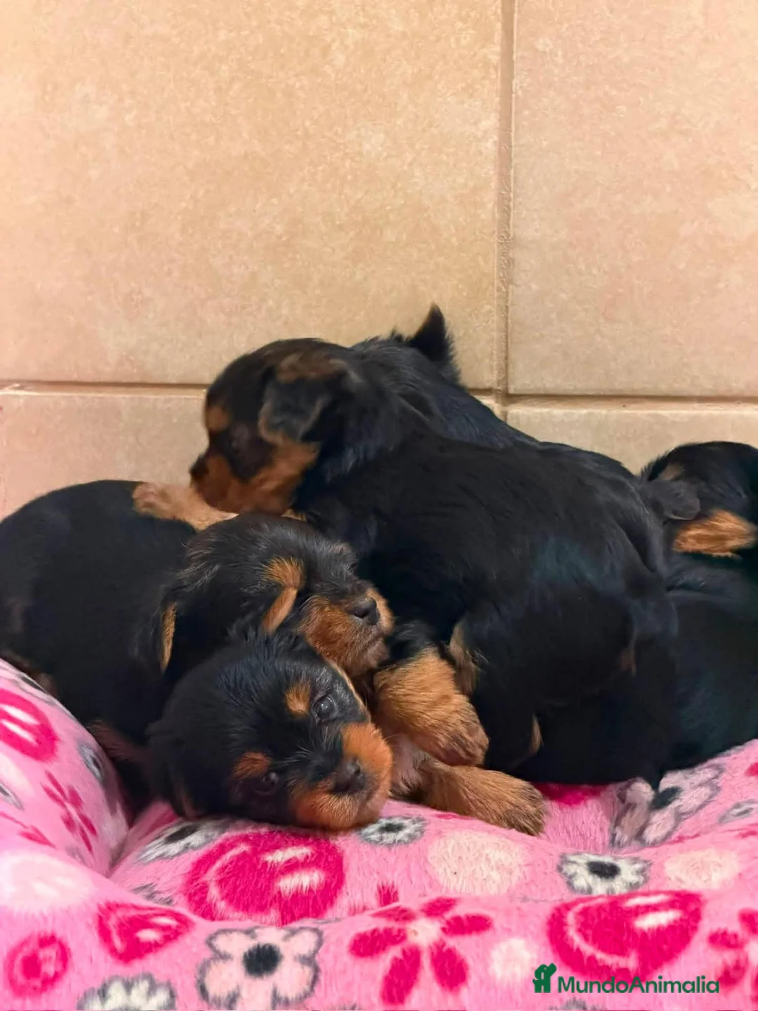 Yorkshire Terrier perros en venta: Yorkshire toy - Anuncio 2
