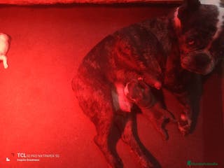 Bulldog Francés perros Bulldog francés - Anuncio 21