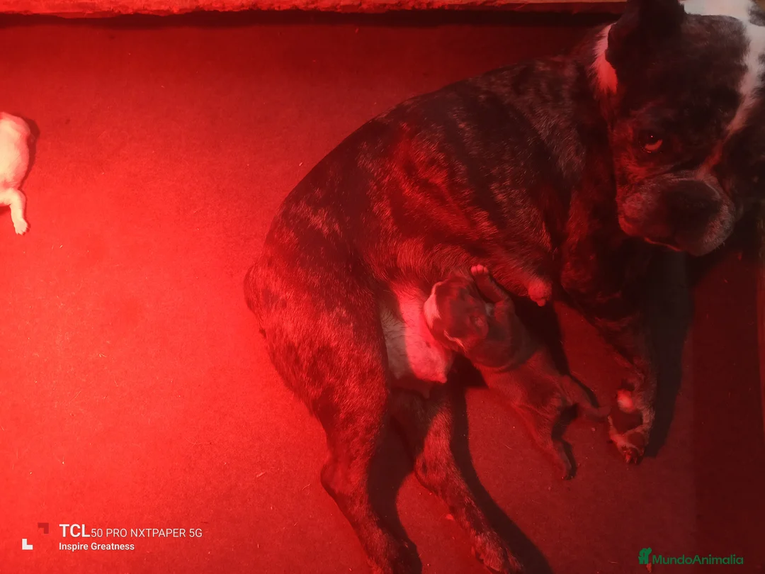 Bulldog Francés perros en venta: Bulldog francés  - Anuncio 1