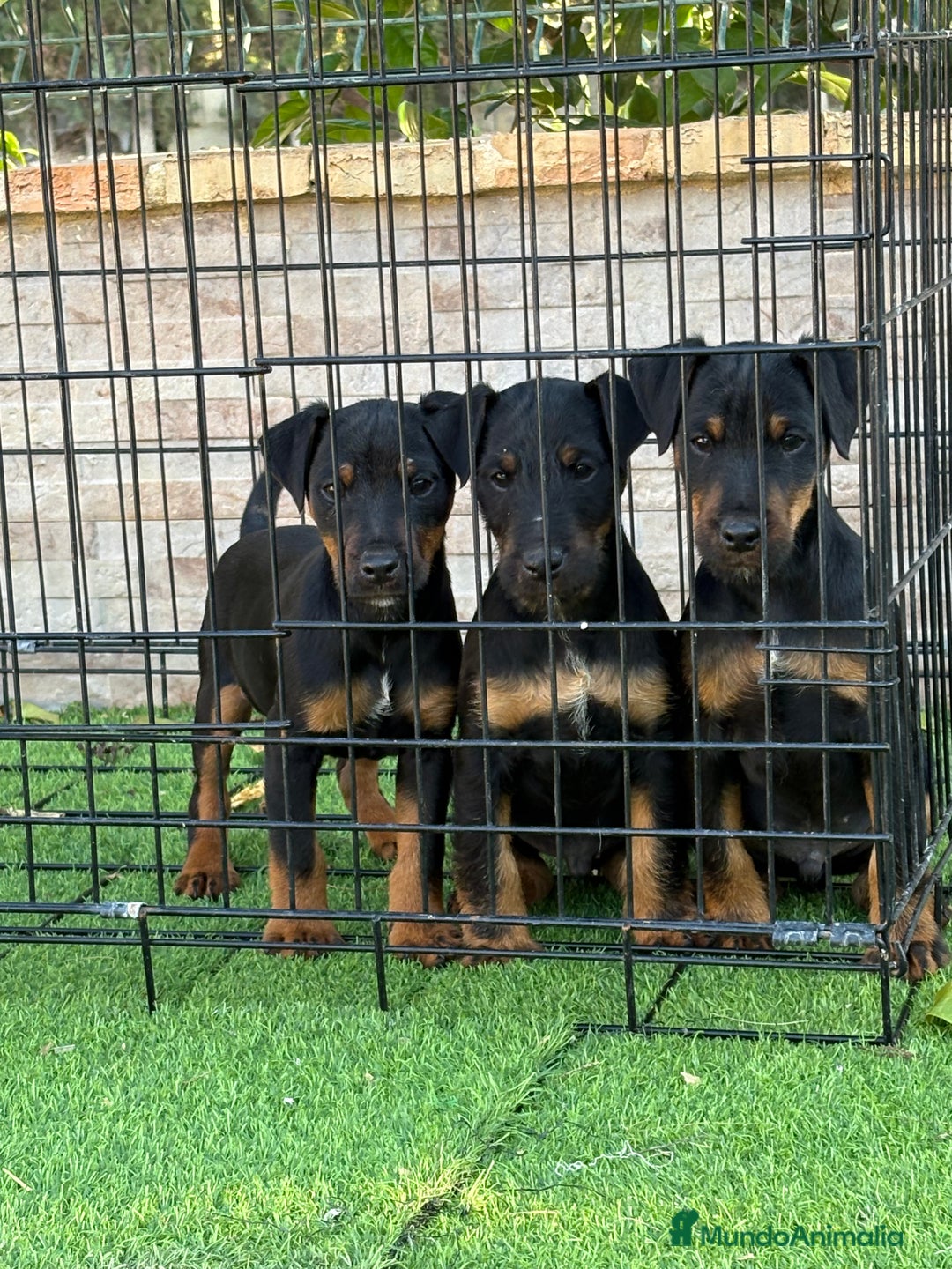 Terrier Alemán de Caza perros en venta: Cachorros Jagd terrier  - Anuncio 2