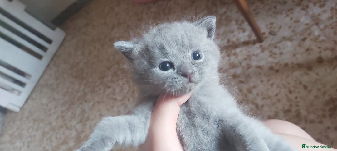 Británico de Pelo Corto Azul gatos en venta: Gatito british azul precioso - Imagen 4