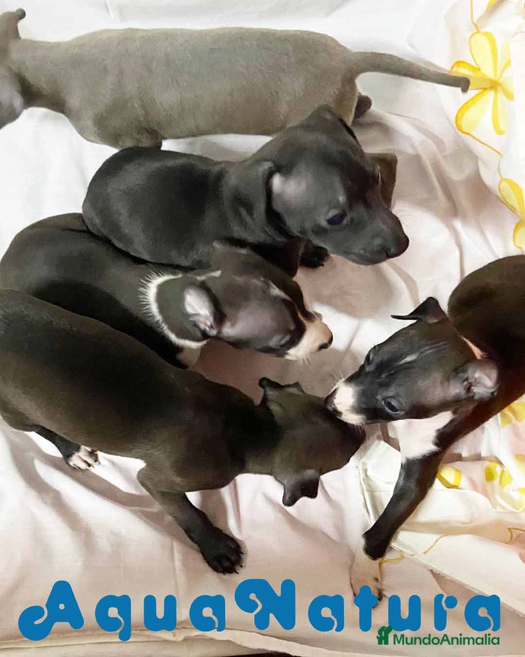 Pequeño Lebrel Italiano perros Camada LEBREL ITALIANO - AQUANATURA en Barcelona - Anuncio 26
