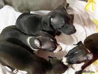 Pequeño Lebrel Italiano perros Camada LEBREL ITALIANO - AQUANATURA en Barcelona - Anuncio 4