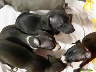 Pequeño Lebrel Italiano perros Camada LEBREL ITALIANO - AQUANATURA en Barcelona - Anuncio 24