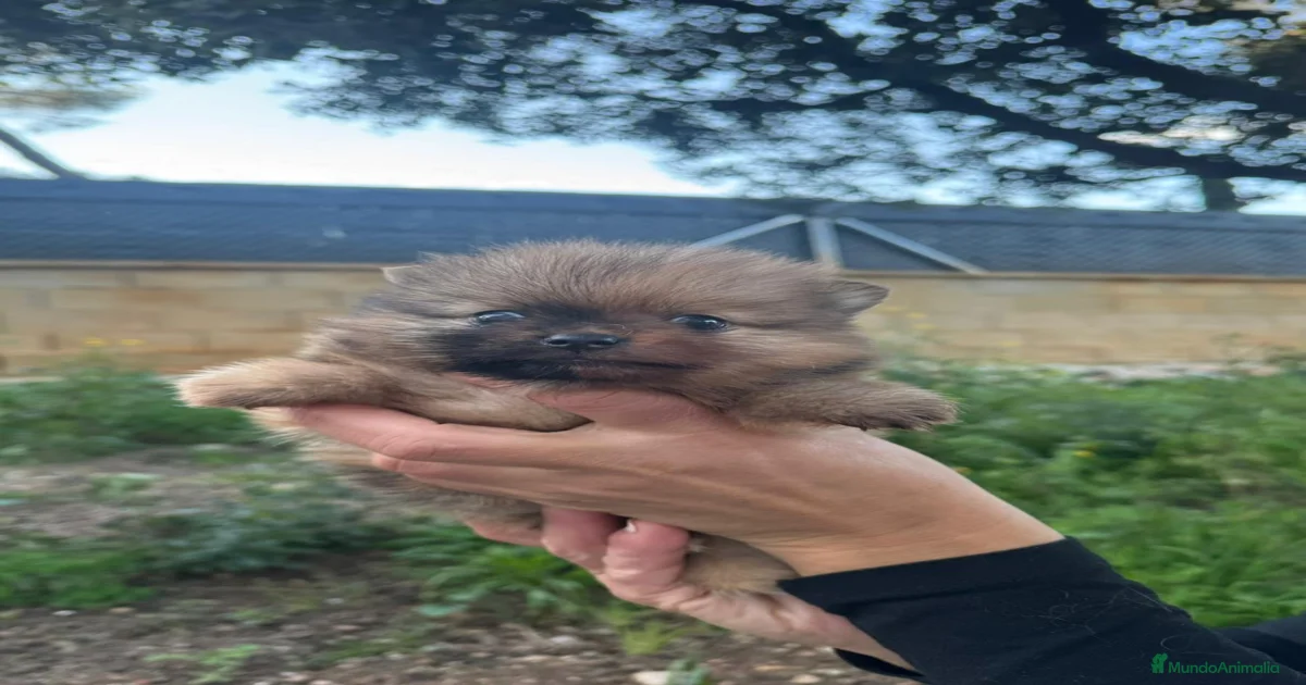 Pomerania mini en venta en Barcelona | MundoAnimalia